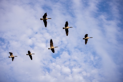 A low angle shot of birds flying in formation with a bue cloudy sky in the background