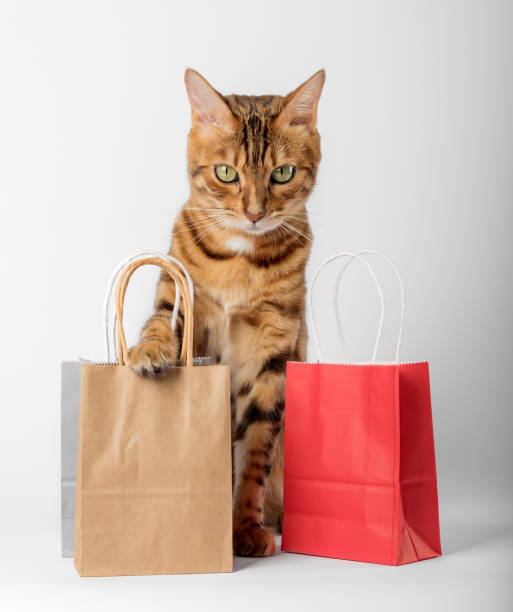 白い背景に色とりどりのパッケージの中の飼い猫。 - domestic cat bag shopping gift ストックフォトと画像