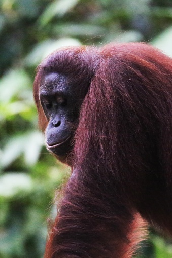 A vertical closeup of an adult red orangutan in a jungle. Perfect for a piece on orangutans.