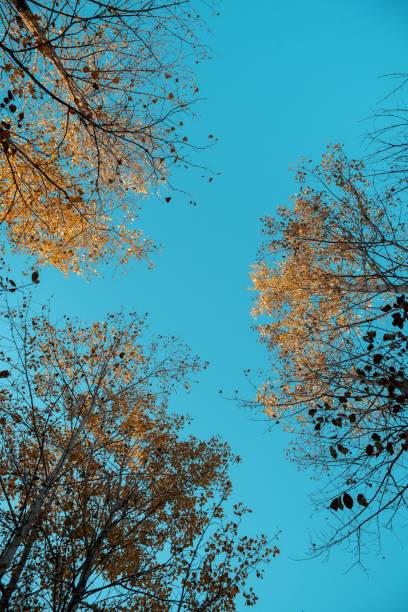 istock Low angle vertical shot of yellow leafed trees with a blue sky in the background 1440284727