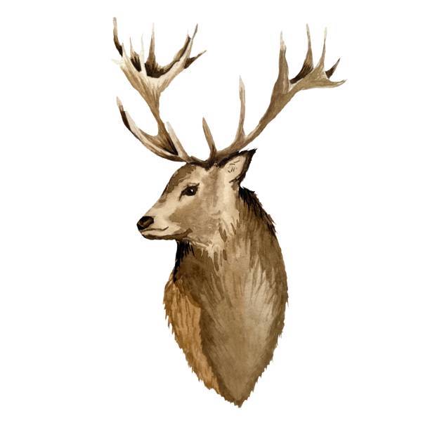 istock Deer brown head horns cute watercolor illustration 1440285067