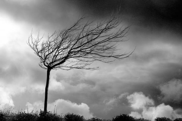 A mysterious greyscale shot of a bare tree moving towards the wind under the cloudy sky