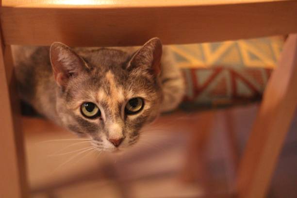 istock Closeup shot of a cute kitten 1440285139