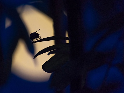 A mysterious shot of an insect silhouette moving in the dark