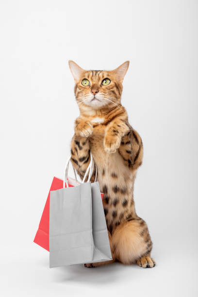 il divertente gatto di zenzero tiene sacchetti di carta con acquisti su uno sfondo bianco. - domestic cat bag shopping gift foto e immagini stock