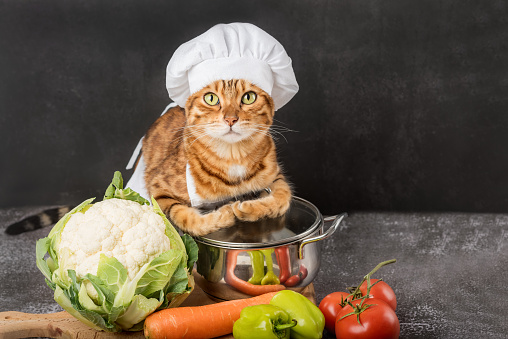 Chef cat with a pan and vegetables on a dark background. Copy space.