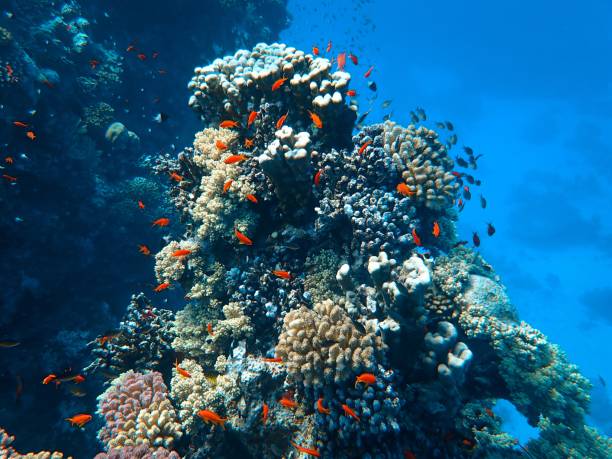istock Closeup shot of a beautiful coral surrounded by some small fish 1440285775