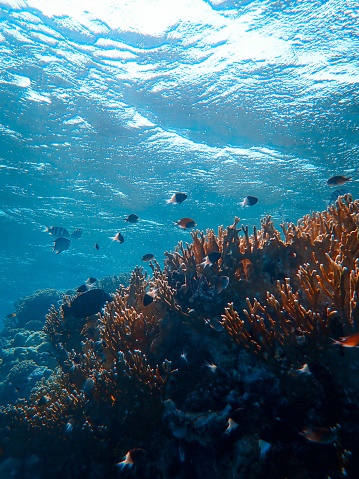A vertical shot of corals and some beautiful fish swimming under the sea