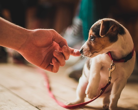 A closeup shot of a male hand touching a shy white puppy with a brown head and a red dog collar
