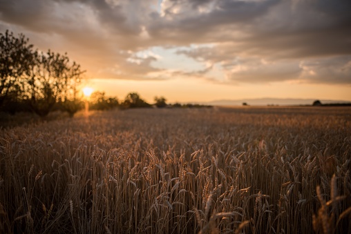 A horizontal shot of a wheat spike field at the time of sunset under the breathtaking clouds