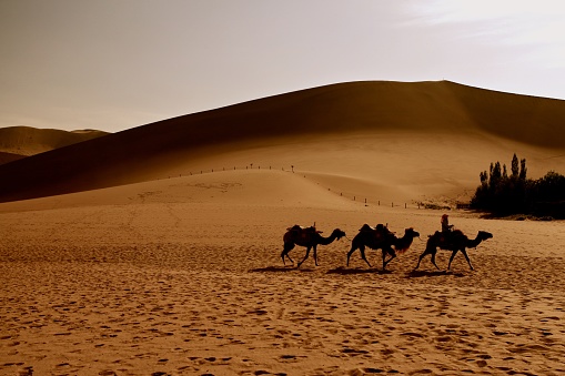 A silhouette of three camels and a person leading them in a desert near Dunhuang in China