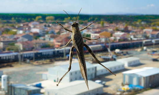 giant grasshopper perched on the window in the city