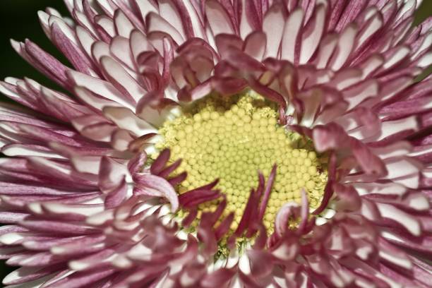 A closeup shot of daisy study flower