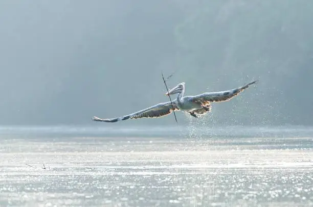 Photo of Beautiful shot of a pelican flying near the water with its wings open