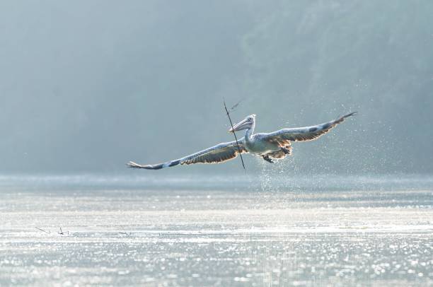 beautiful shot of a pelican flying near the water with its wings open - pelican landing imagens e fotografias de stock