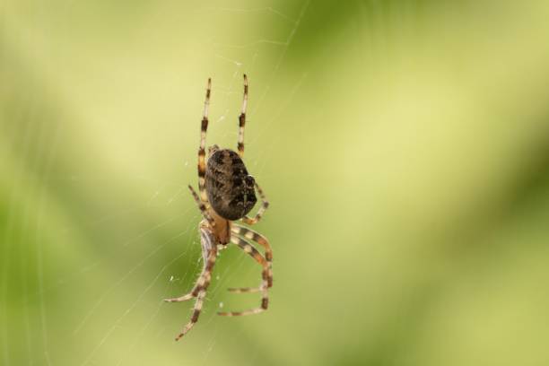 istock Closeup focused shot of a spider on a spider web with a blurred green background 1440287382