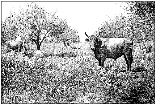 Antique image: Tunisian ox