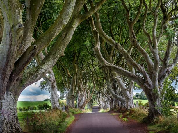 istock Horizontal shot of a small empty path going through a beautiful park with old curved trees 1440288194