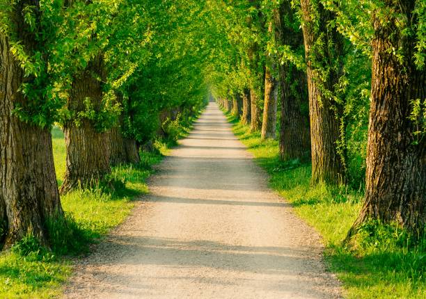 istock Tree avenue in the morning sun 1440288350