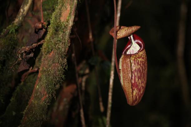 primer plano nocturno de una planta de jarra tropical roja o nepenthes en un bosque oscuro - nepenthales fotografías e imágenes de stock