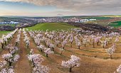 Wide shot of almond trees blossoming with the Hustopece city in the distance under a cloudy sky