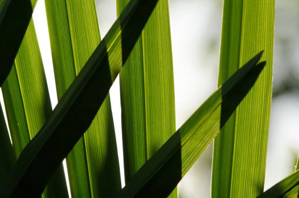 scatto di una piccola palma serenoa repens che cresce all'ombra - saw palmetto foto e immagini stock