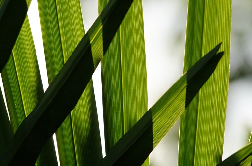 A shot of a small palm Serenoa repens growing under shade