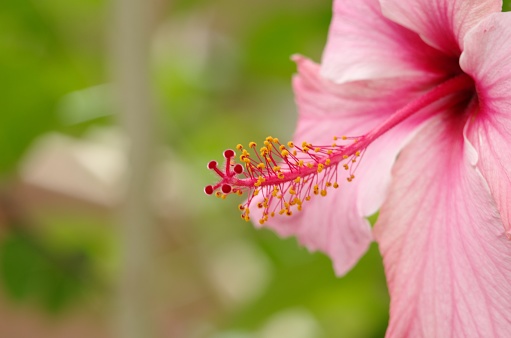 A closeup shallow focus shot of a pink Hawaiian Hibiscus, Hawaii's state flower