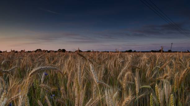 plano amplio de un campo de trigo con un cielo azul oscuro en el fondo - wyreema fotografías e imágenes de stock