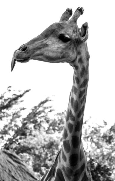 istock Vertical greyscale shot of a giraffe chewing leaves 1440289020