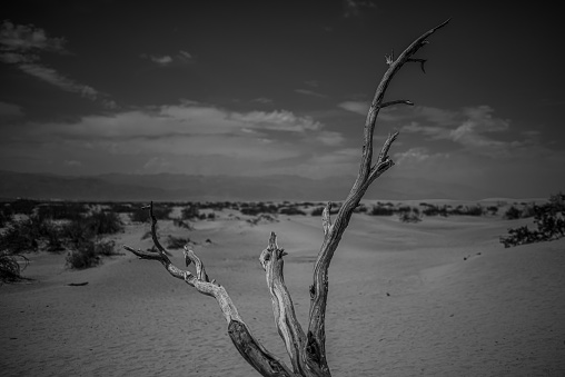 A horizontal greyscale shot of a dry tree stick in the desert surrounded by bushes