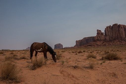 A horizontal shot of a brown horse in Monument Valley,  at the time of pasture during daytime