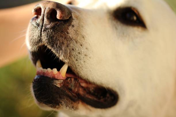 A horizontal closeup shot of a cute white dog with sharp teeth on a blurred background