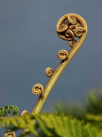 A vertical shot of a tightly furled frond “koru” - signifies new life, new beginnings