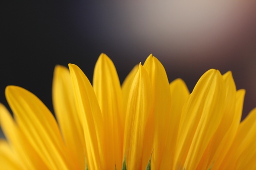 A horizontal closeup shot of a sunflower petals on a blurred background