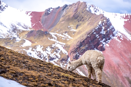 Guanaco Vicuna in the wild of Atacama Desert, Andes altiplano, Chile