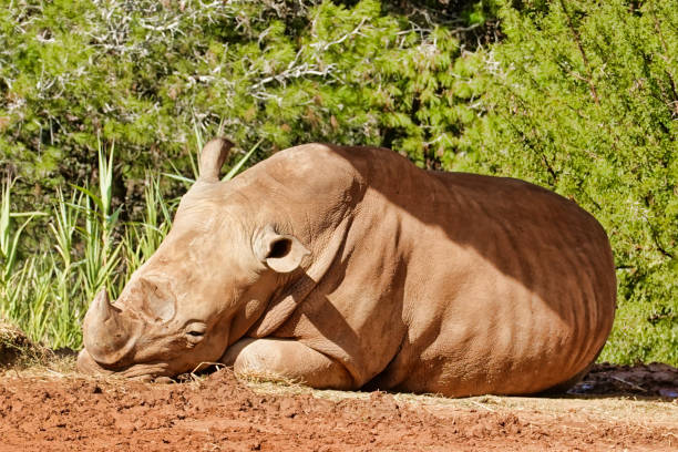 istock Large rhino resting in the sun 1440289835