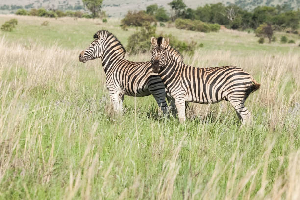 istock Selective focus shot of zebras in a field 1440289899