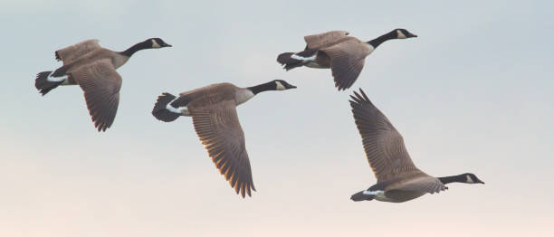 istock Common goldeneyes flying in a blue sky 1440289911