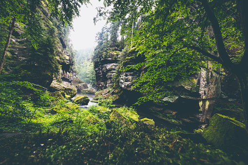 A forest landscape in Kamnitz Gorge in the Czech Republic