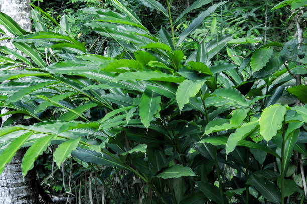 istock Plant Elettaria cardamomum,Amomum compactum 1440290176