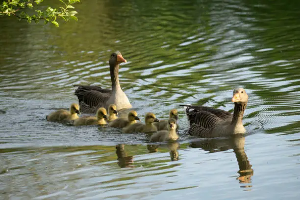 Photo of Geese with goslings swimming in a lake