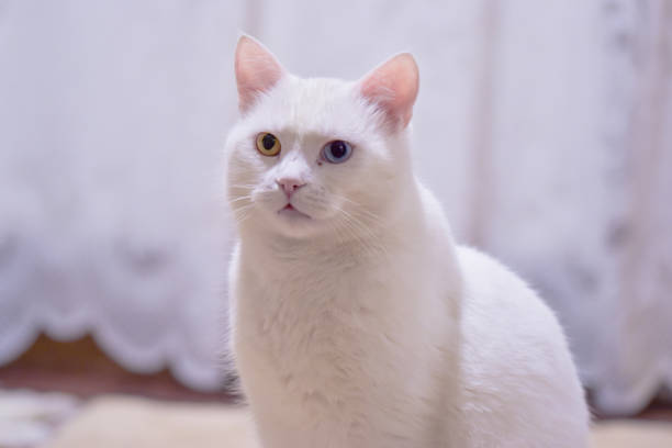 istock Adorable white angora cat with heterochromia eyes 1440290260