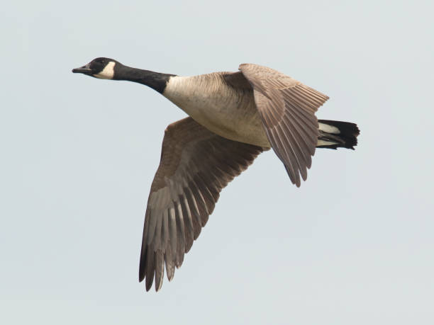 istock Low angle shot of a duck flying in the air 1440290354