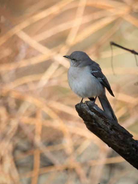 istock Closeup shot of a beautiful bird 1440290372