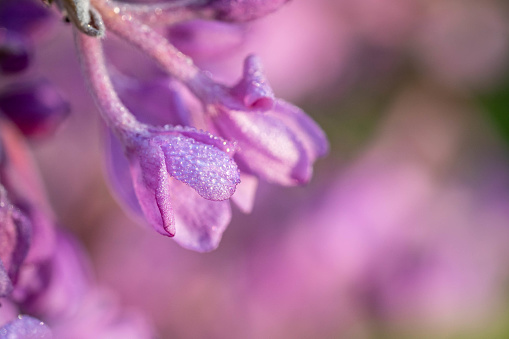 A closeup shot of blooming purple flowers with dew