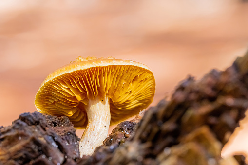 A selective focus of a small brown mushroom on a stone