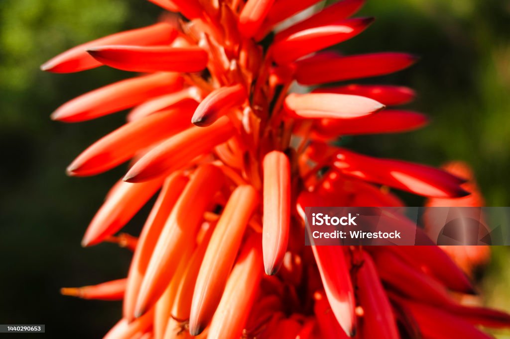 Foto de Foto De Foco Seletivo De Uma Flor Vermelha De Aloe e mais fotos de  stock de Babosa - Babosa, Botânica - Assunto, Descrição de Cor - iStock