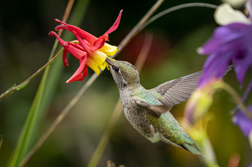 A beautiful shot of a hummingbird drinking the nectar of a flower