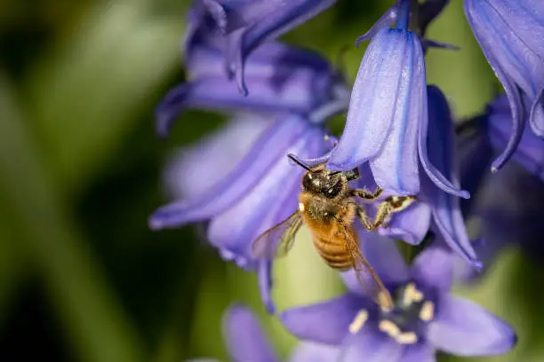 A closeup shot of a bee pollinating a purple bellflower